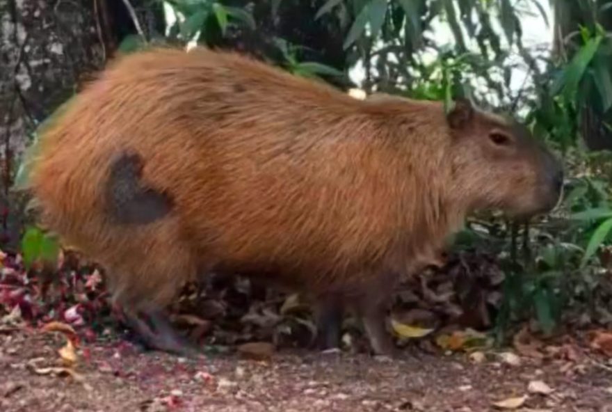 capivaras-de-campinas-ganham-tatuagem-apos-castracao3A-raspagem-de-pelo-auxilia-no-monitoramento-pos-cirurgico