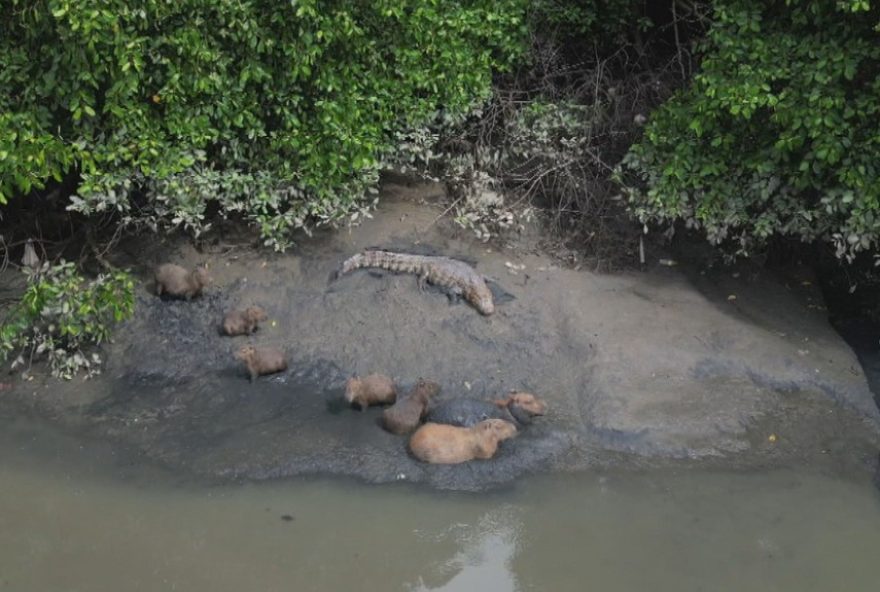 capivaras-e-jacare-descansam-em-harmonia-no-rio-capibaribe3A-imagens-surpreendentes-registradas-no-recife3B-assista-ao-video