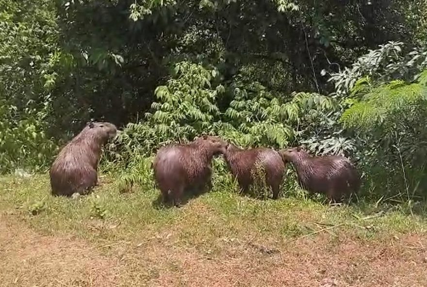 capivaras-em-destaque3A-familia-e-flagrada-em-itapetininga.-atencao-a-natureza-e-cuidados-com-os-animais-locais.-acompanhe