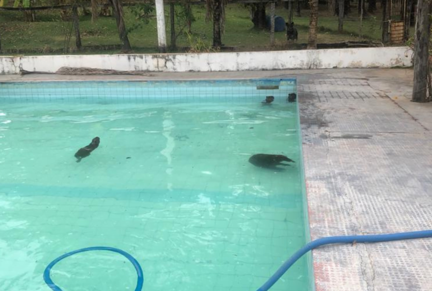 Capivaras usam piscina para se refrescarem do calor