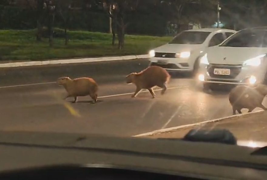 capivaras-no-df3A-video-mostra-animais-tentando-atravessar-via-no-lago-sul.-como-evitar-acidentes-com-capivaras-e-promover-uma-convivencia-equilibrada
