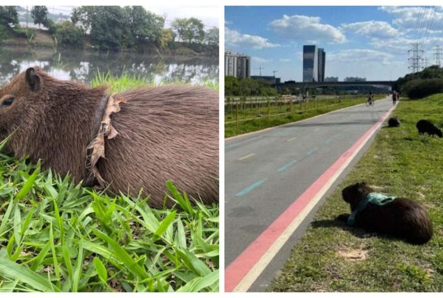capivaras-no-rio-pinheiros3A-projeto-capa-combate-lixo-e-objetos-presos-aos-animais-em-sao-paulo capivaras-no-rio-pinheiros3A-projeto-capa-combate-lixo-e-objetos-presos-aos-animais-em-sao-paulo