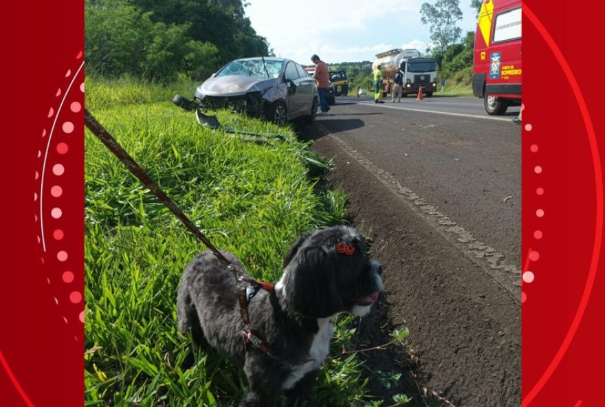 capotamento-no-parana3A-regras-de-transporte-de-animais-em-carros-para-evitar-acidentes