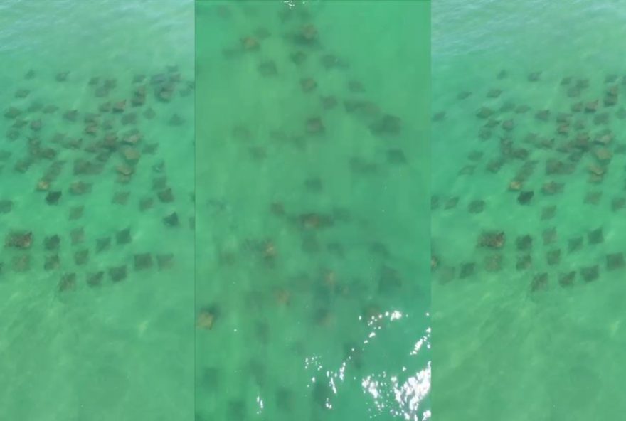 cardume-de-mais-de-100-raias-e-flagrado-em-praia-de-sc3B-biologo-explica-comportamento-no-verao cardume-de-mais-de-100-raias-e-flagrado-em-praia-de-sc3B-biologo-explica-comportamento-no-verao