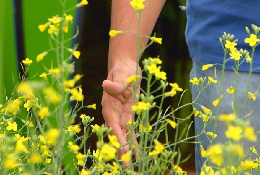 carinata3A-planta-produz-oleo-para-combustivel-de-aviao carinata3A-planta-produz-oleo-para-combustivel-de-aviao