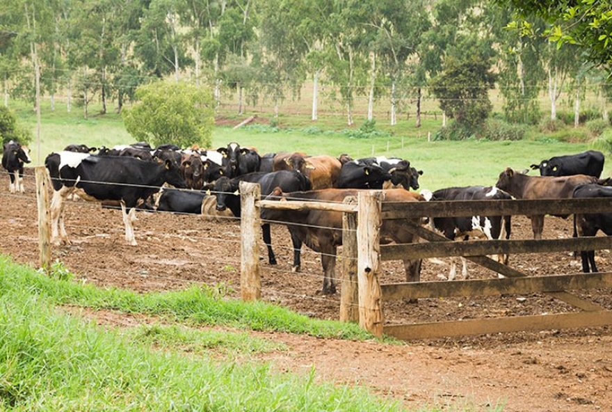 carmo-do-rio-claro3A-cinco-casos-de-raiva-animal-confirmados-e-medidas-preventivas-tomadas