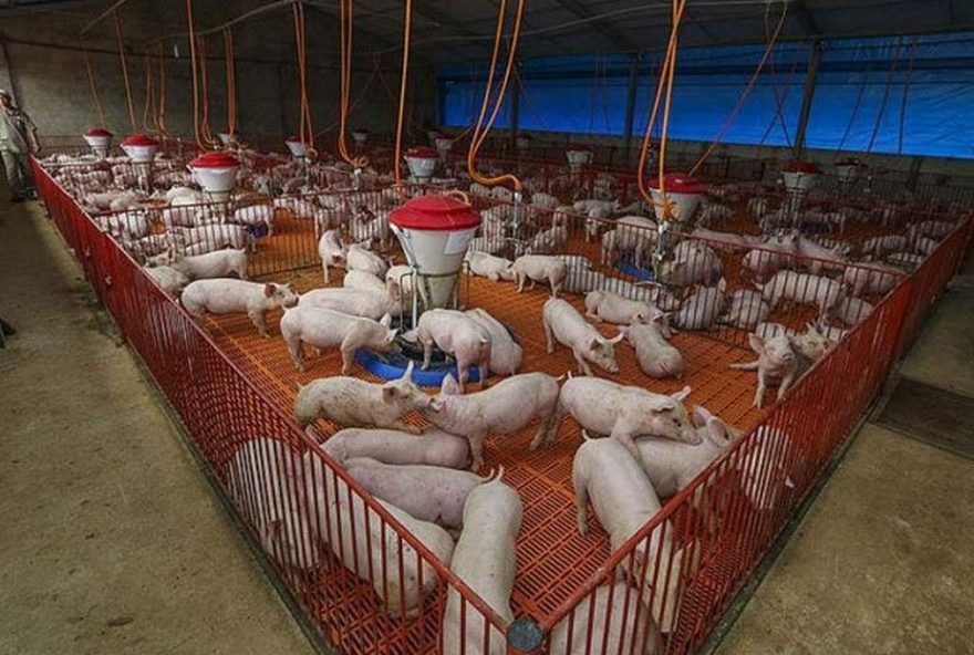 carne-suina-recupera-competitividade-em-relacao-a-ave-apos-gripe-aviaria3A-analise-da-usp