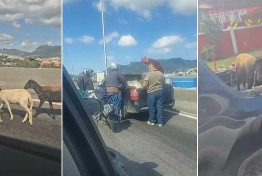 carneirinhos-sao-resgatados-na-linha-vermelha-do-rio-de-janeiro