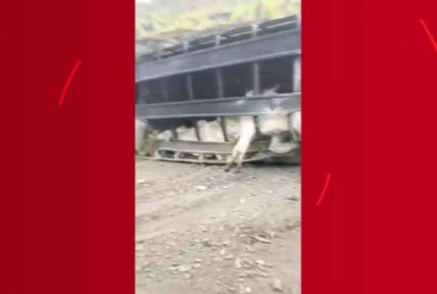 carreta-com-74-bovinos-tomba-na-br-365-e-39-animais-sao-furtados carreta-com-74-bovinos-tomba-na-br-365-e-39-animais-sao-furtados