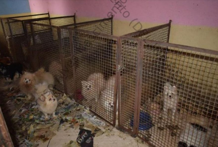 casal-condenado-a-pagar-r24-690-mil-por-maus-tratos-a-134-caes-e-4-gatos