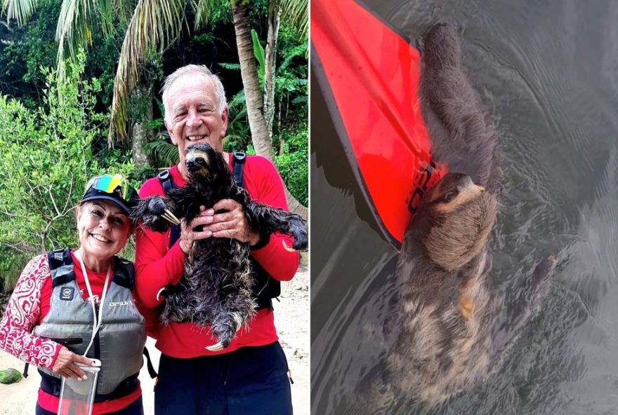 casal-de-canoistas-resgata-bicho-preguica-a-deriva-no-mar-de-sao-paulo3A-estava-pedindo-socorro3B-video