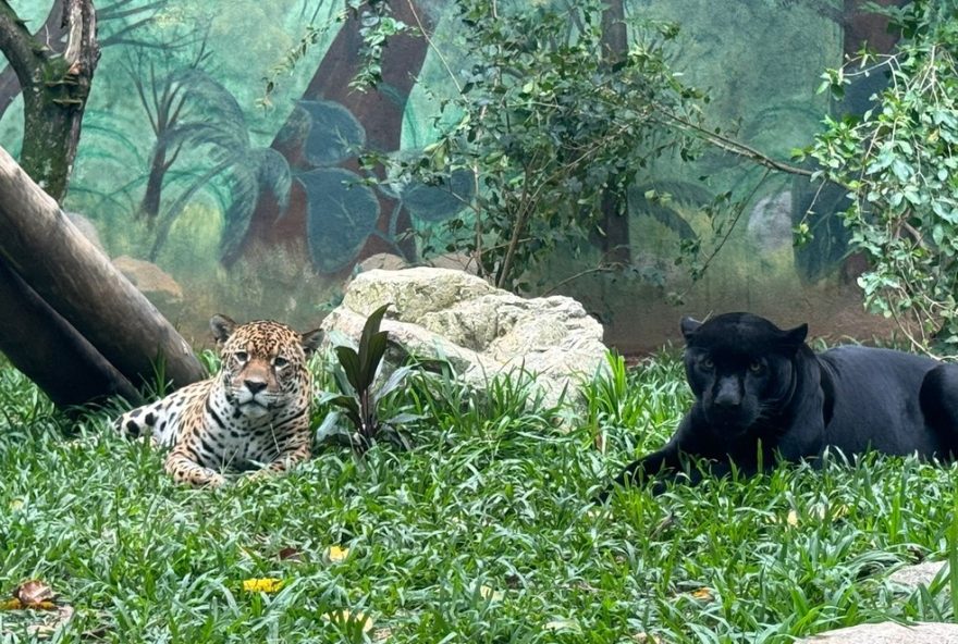 casal-de-onca-pintada-e-pantera-negra-em-sp3A-preservacao-da-especie-em-zoologico-do-interiorrevised0A0Adia-internacional-da-onca-pintada