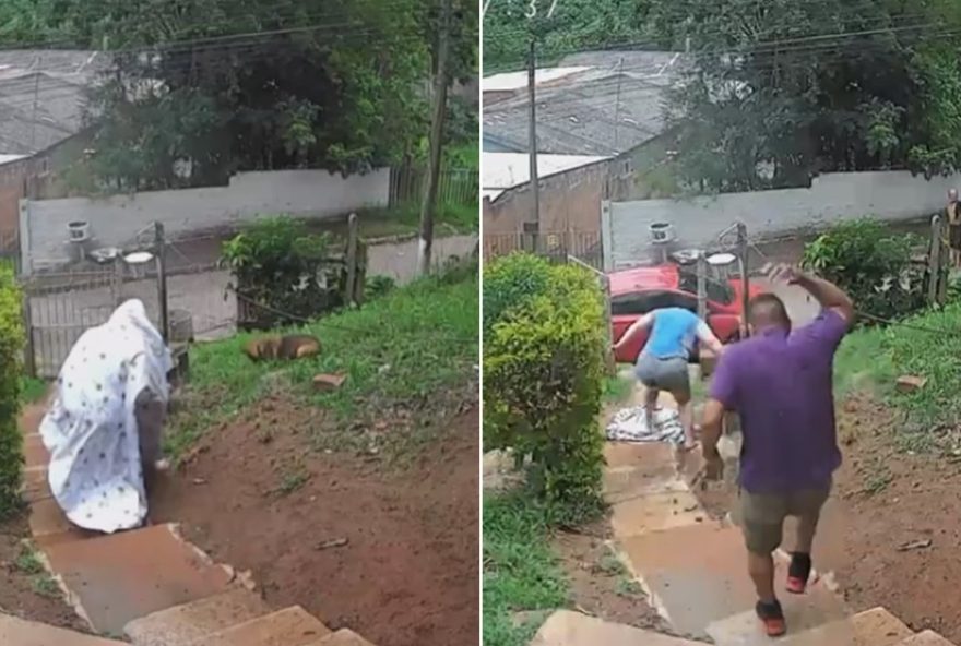 casal-e-atacado-por-enxame-de-abelhas-ao-tentar-salvar-cachorra-no-rs3A-precaucoes-no-verao casal-e-atacado-por-enxame-de-abelhas-ao-tentar-salvar-cachorra-no-rs3A-precaucoes-no-verao