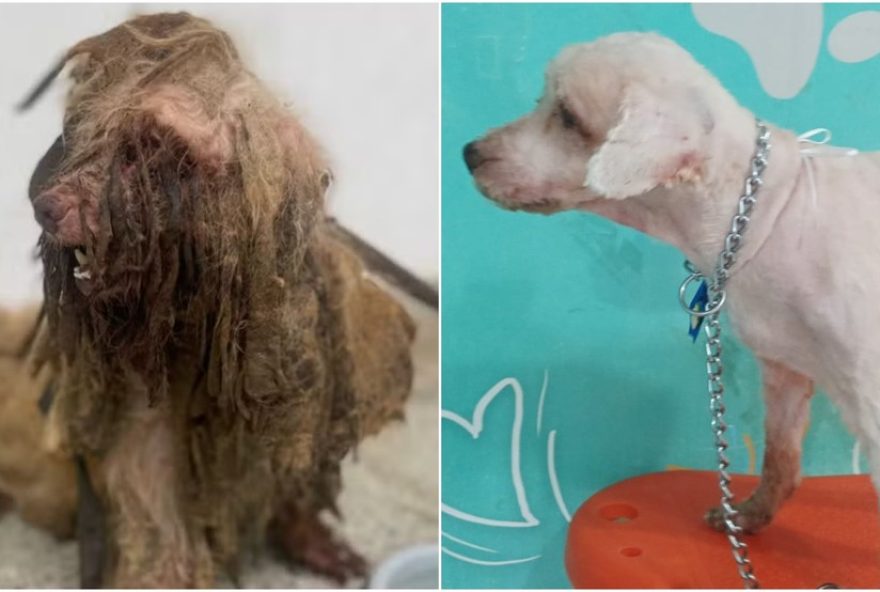 casal-maltrata-cachorro-resgatado-concorda-em-pagar-r24-20-mil-para-entidades-de-protecao-animal3A-caso-exemplar-de-resiliencia-e-recuperacao
