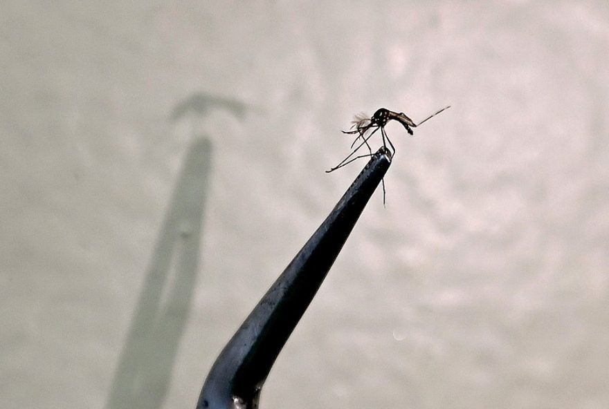 cascavel-em-alerta3A-secretario-da-saude-confirma-surto-de-chikungunya-com-8-casos-no-bairro-brasmadeira3B-sintomas-e-medidas-preventivas