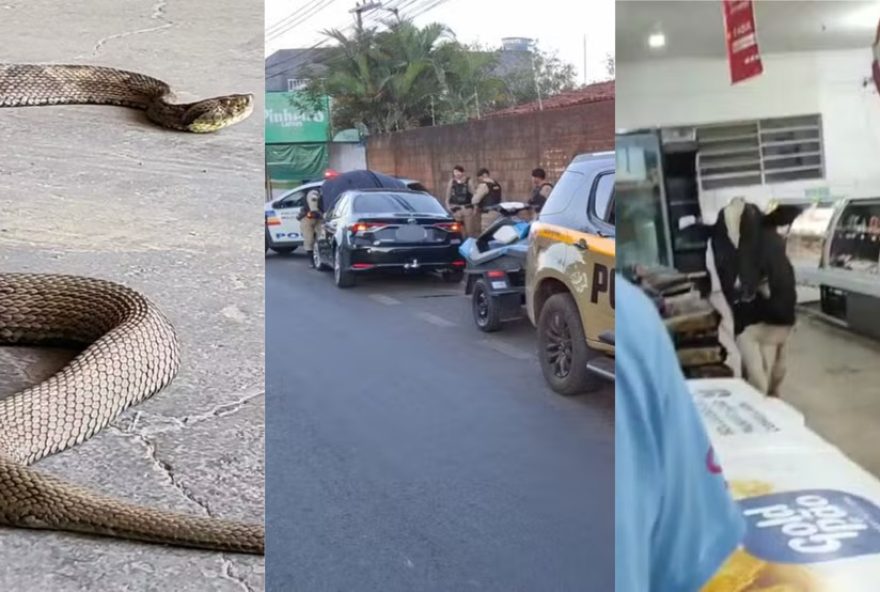 caso-bizarro3A-homem-picado-por-jararaca2C-foragido-do-novo-cangaco-debocha-e-boi-invade-supermercado-7C-resumo-de-noticias-da-semana