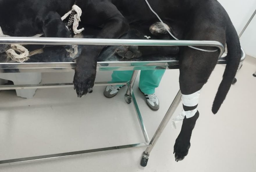 caso-de-scooby-o-cao-baleado-no-rj-revela-dramas-da-violencia-urbana-comocao-nas-redes-sociais-e-debate-sobre-seguranca-animal caso-de-scooby-o-cao-baleado-no-rj-revela-dramas-da-violencia-urbana-comocao-nas-redes-sociais-e-debate-sobre-seguranca-animal