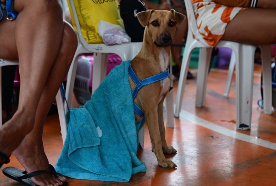 castramovel-da-sepet-em-manaus3A-agendamento-para-castracao-gratuita-no-bairro-educandos castramovel-da-sepet-em-manaus3A-agendamento-para-castracao-gratuita-no-bairro-educandos