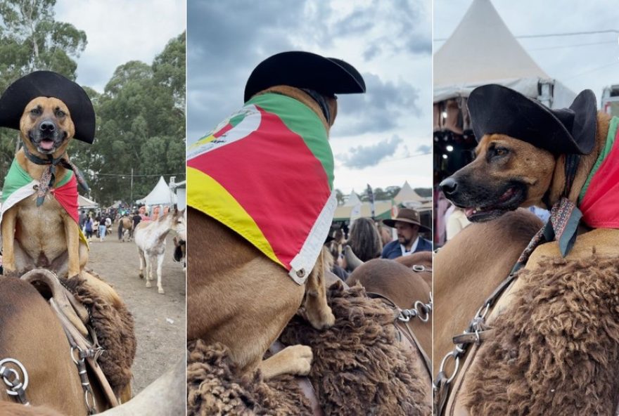 catarina3A-a-cadela-guerreira-que-conquistou-o-rodeio-internacional-de-vacaria catarina3A-a-cadela-guerreira-que-conquistou-o-rodeio-internacional-de-vacaria