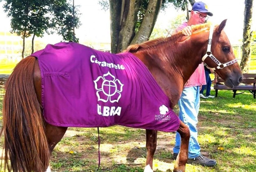 cavalo-caramelo-e-oficialmente-adotado-pela-ulbra-apos-resgate-da-enchente