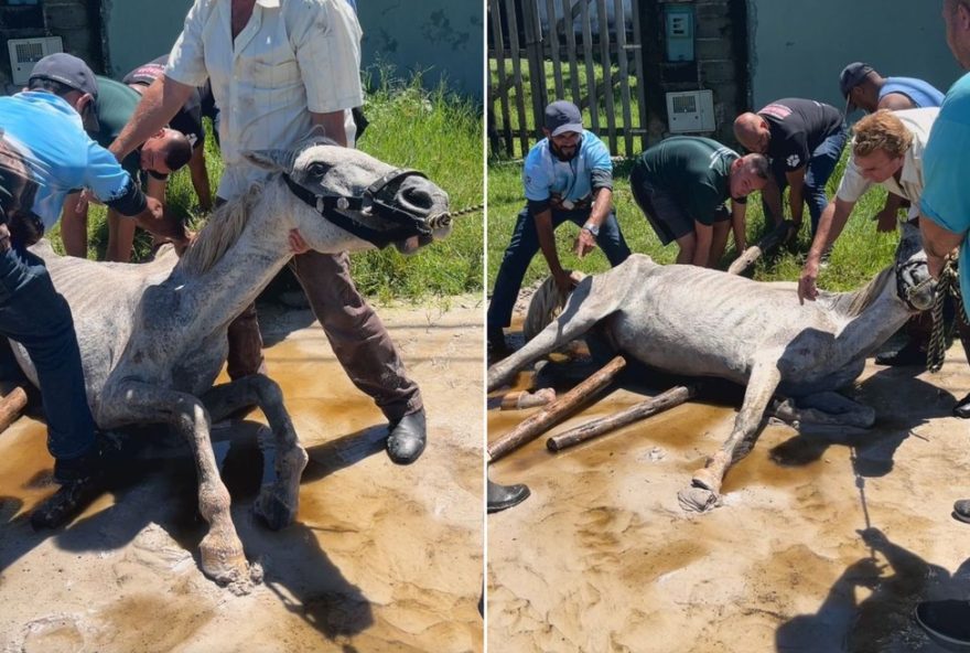 cavalo-debilitado-resgatado-apos-ser-encontrado-caido-em-itanhaem cavalo-debilitado-resgatado-apos-ser-encontrado-caido-em-itanhaem