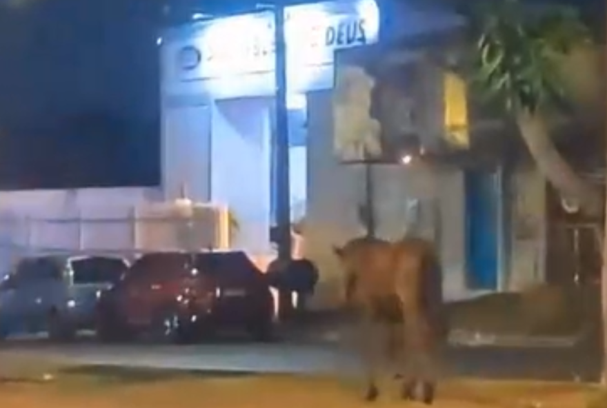 cavalo-descontrolado-provoca-acidente-em-avenida-movimentada-de-goiania