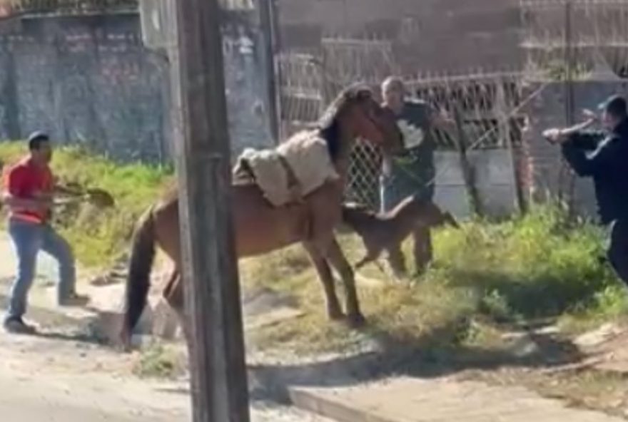 cavalo-e-atacado-por-pitbull-em-bairro-residencial-no-parana3A-video-chocante