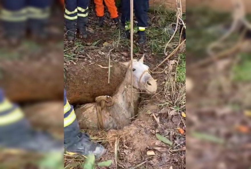 cavalo-e-resgatado-apos-cair-em-vala-no-df3A-veja-o-video-e-saiba-mais