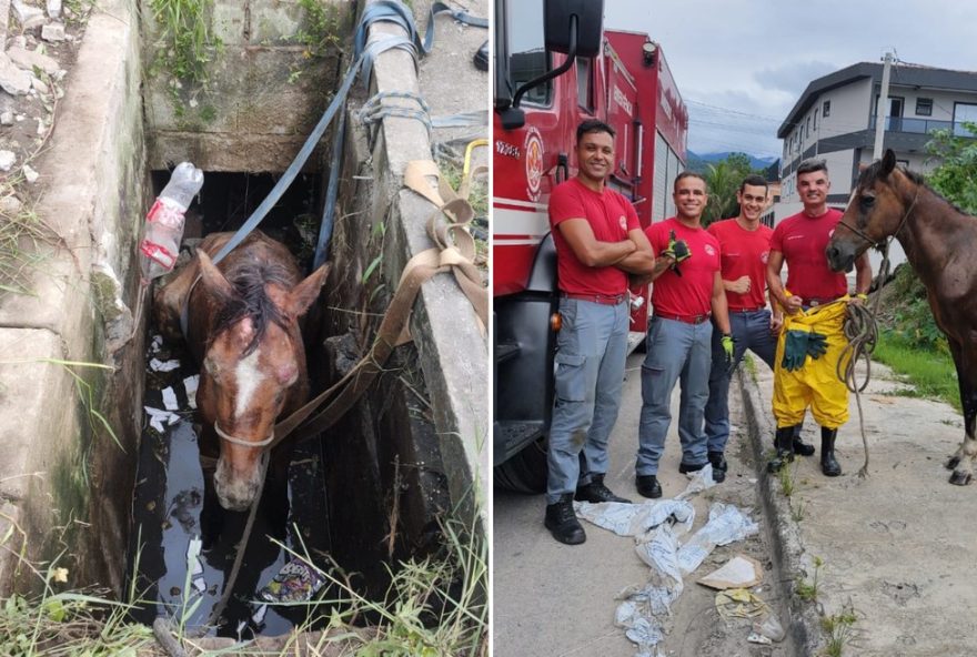 cavalo-e-resgatado-de-bueiro-por-bombeiros-no-litoral-de-sp3A-assista-ao-salvamento