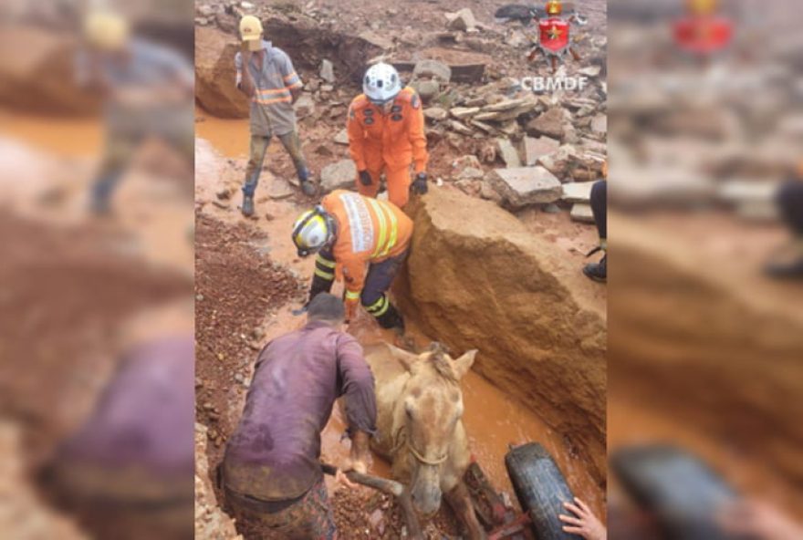 cavalo-e-resgatado-de-vala-de-22C5m-apos-enxurrada-no-df3A-veja-o-video-do-salvamento