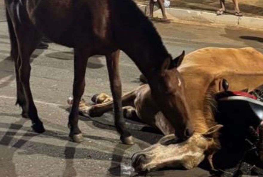 cavalo-emociona-ao-tentar-ressuscitar-egua-atropelada-em-goiania3A-video-comovente cavalo-emociona-ao-tentar-ressuscitar-egua-atropelada-em-goiania3A-video-comovente