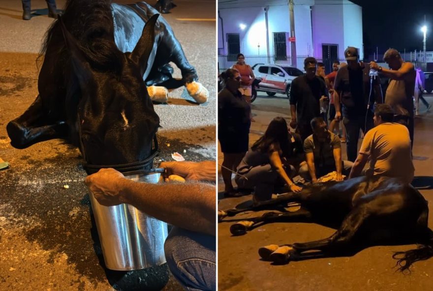 cavalo-encontrado-caido-em-limeira-sp3A-resgate-e-investigacao-em-andamento cavalo-encontrado-caido-em-limeira-sp3A-resgate-e-investigacao-em-andamento