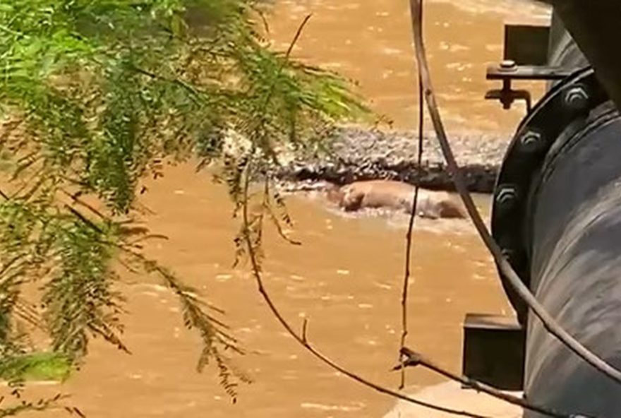 cavalo-encontrado-morto-em-rio-de-piracicaba3A-equipes-realizam-remocao