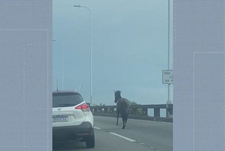 cavalo-interrompe-transito-na-ponte-rio-niteroi3A-resgate-seguro-e-medidas-de-seguranca-reforcadas