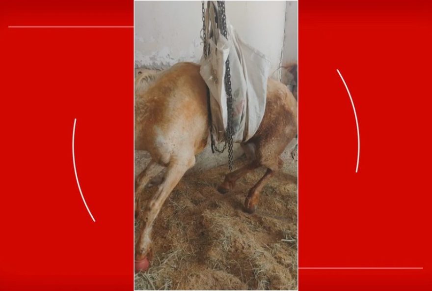 cavalo-resgatado-no-df-e-furtado2C-abandonado-e-sacrificado3A-policia-investiga-caso-de-maus-tratos-e-abandono