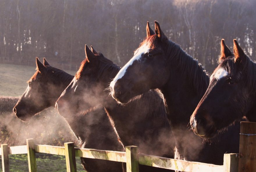 cavalos-no-inverno