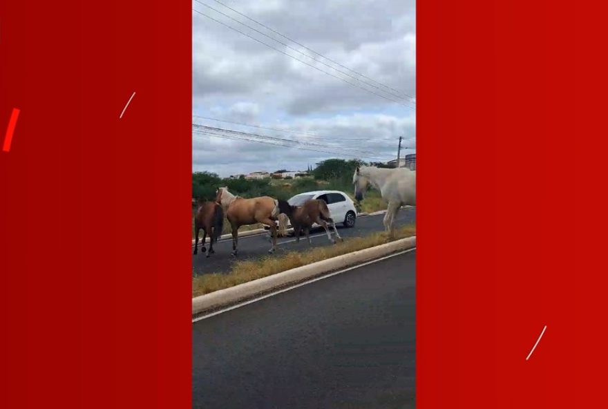 cavalos-soltos-em-petrolina3A-riscos-no-transito-e-medidas-de-seguranca