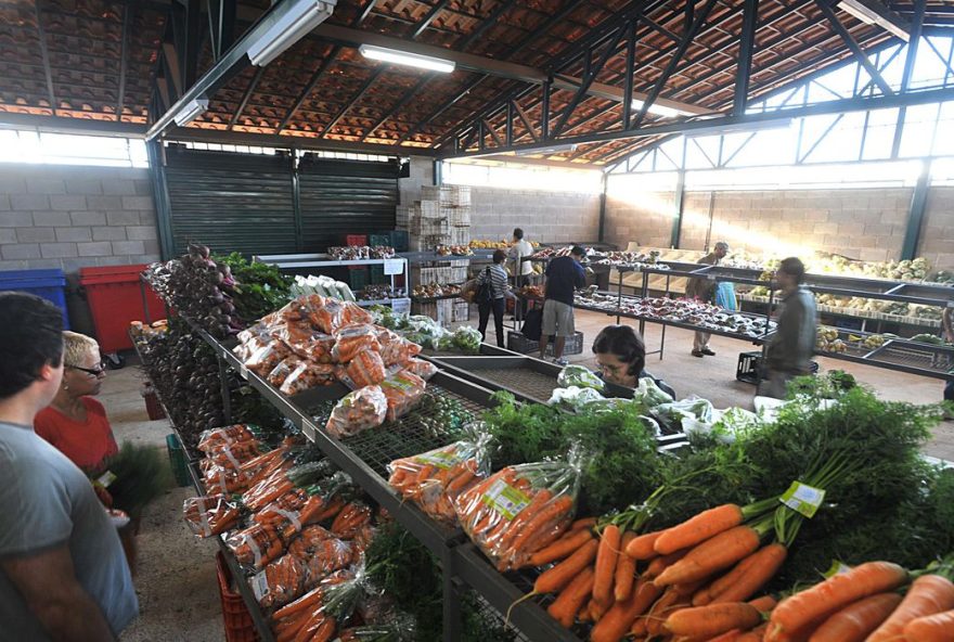 Itens populares na mesa dos brasileiros, a cenoura e o mamão ficaram mais baratos nas principais centrais de abastecimento (Ceasas) do país no mês passado.
( Foto: Reprodução/ Agencia Brasil)