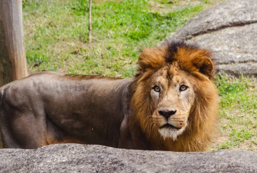 celebracao-especial-de-16-anos-do-simba2C-o-leao-do-bioparque-do-rio