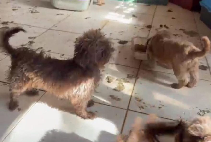 cerca-de-80-caes-resgatados-em-canil-clandestino-no-pr-e-medica-veterinaria-presa cerca-de-80-caes-resgatados-em-canil-clandestino-no-pr-e-medica-veterinaria-presa