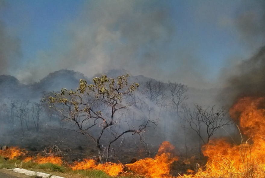 Desmatamento no Cerrado destruiu quase 500 mil hectares no primeiro semestre de 2023