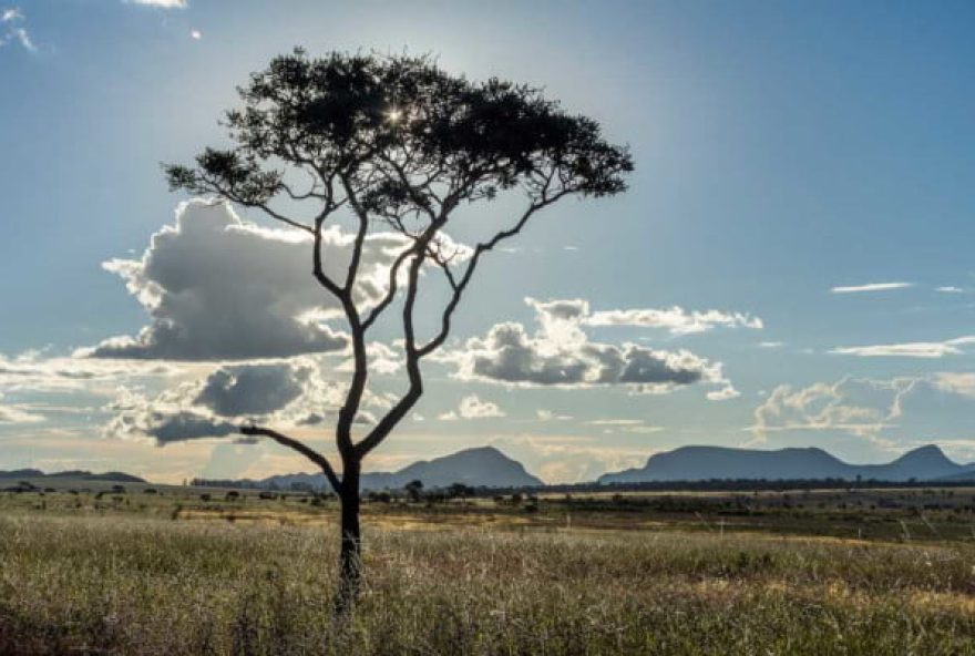 cerrado