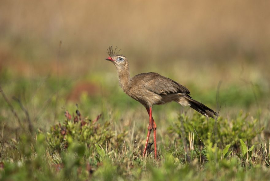 Cerrado