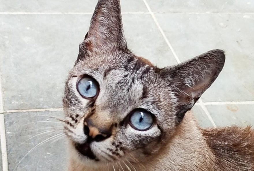 chico2C-o-gato-desaparecido3A-misterio-movimenta-moradores-de-aguas-de-lindoia-sp chico2C-o-gato-desaparecido3A-misterio-movimenta-moradores-de-aguas-de-lindoia-sp