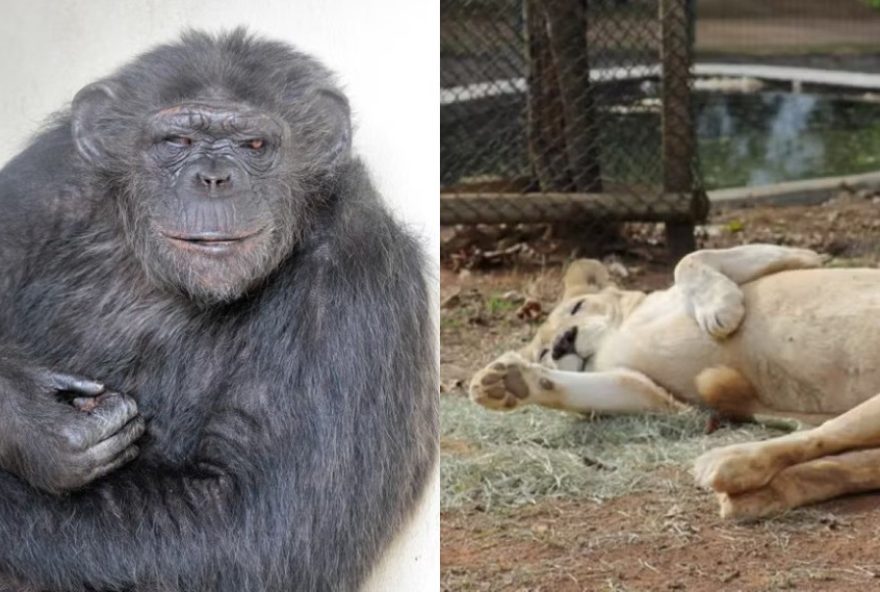 chimpanze-e-leoa-do-zoo-de-bh-morreram-por-doencas-pre-existentes2C-diz-prefeitura chimpanze-e-leoa-do-zoo-de-bh-morreram-por-doencas-pre-existentes2C-diz-prefeitura