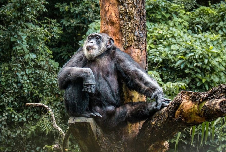 chimpanze-sena2C-morador-mais-antigo-do-zoologico-de-dois-irmaos2C-falece-aos-67-anos-ficando-alem-da-media-de-vida-esperada