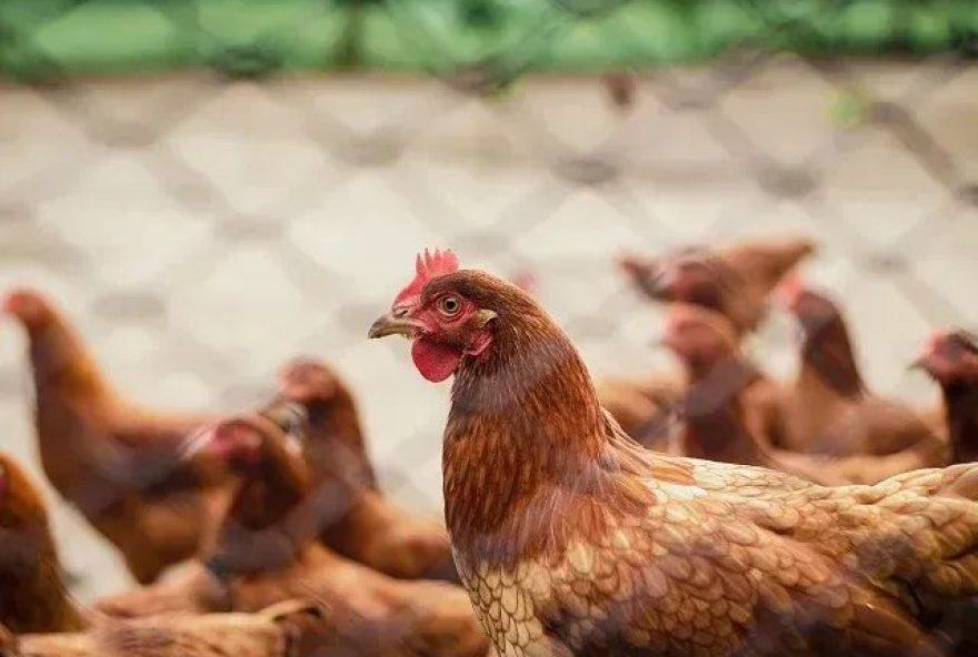 china-interrompe-importacoes-de-carne-de-frango-brasileira-devido-a-gripe-aviaria3A-impactos-e-medidas-de-prevencao
