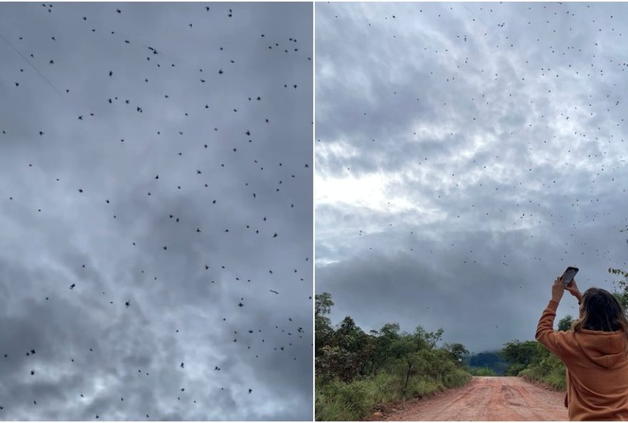 chuva-de-aranhas3A-entenda-o-fenomeno-da-teia-coletiva-da-parawixia-bistriata