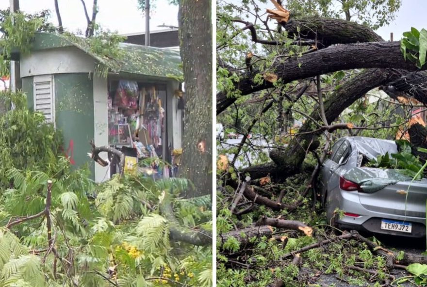 chuva-sem-tregua-em-bh3A-arvores-e-postes-caidos-causam-transtornos-na-cidade