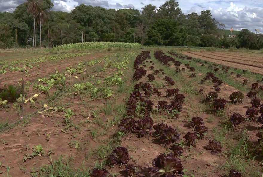 chuvas-intensas-prejudicam-producao-de-hortalicas-em-campinas3A-prejuizo-chega-a-4025-e-perspectiva-de-danos-prolongados